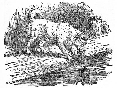 A DOG, crossing a bridge over a stream with a piece of flesh in his mouth, saw his own shadow in the water.