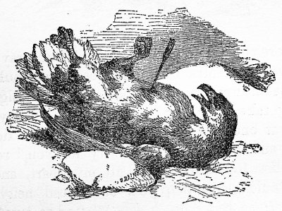 An archer, who saw him from a place of concealment, took an accurate aim, and wounded him mortally.