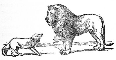 A FOX who had never yet seen a Lion, when he fell in with him by a certain chance for the first time in the forest, was so frightened that he was near dying with fear.