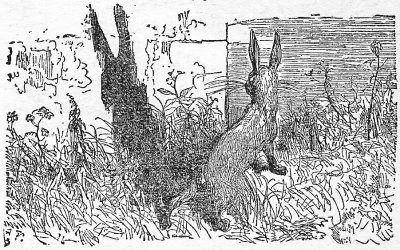 The Hare feared that his ears might be mistaken for horns.