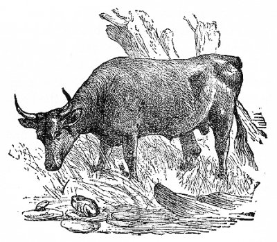 AN OX, drinking at a pool, trod on a brood of young frogs, and crushed one of them to death.