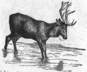 The stag gazing adoringly at himself.